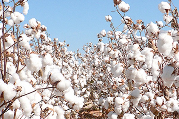 04/08/15 Coton: baisse de la productivité à l’hectare de la Côte d’Ivoire